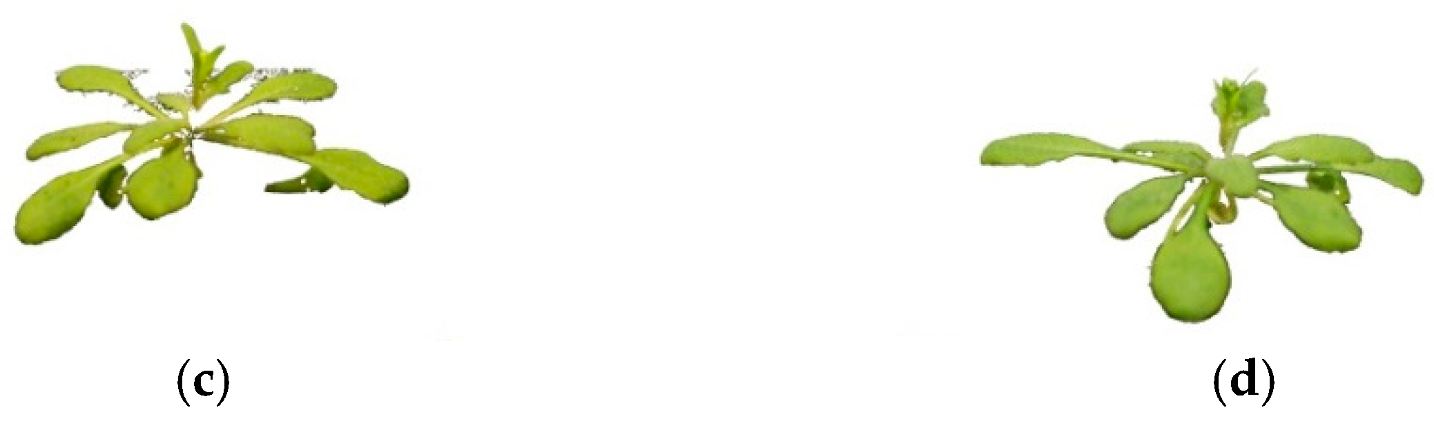 Jimaging 03 00039 g008b