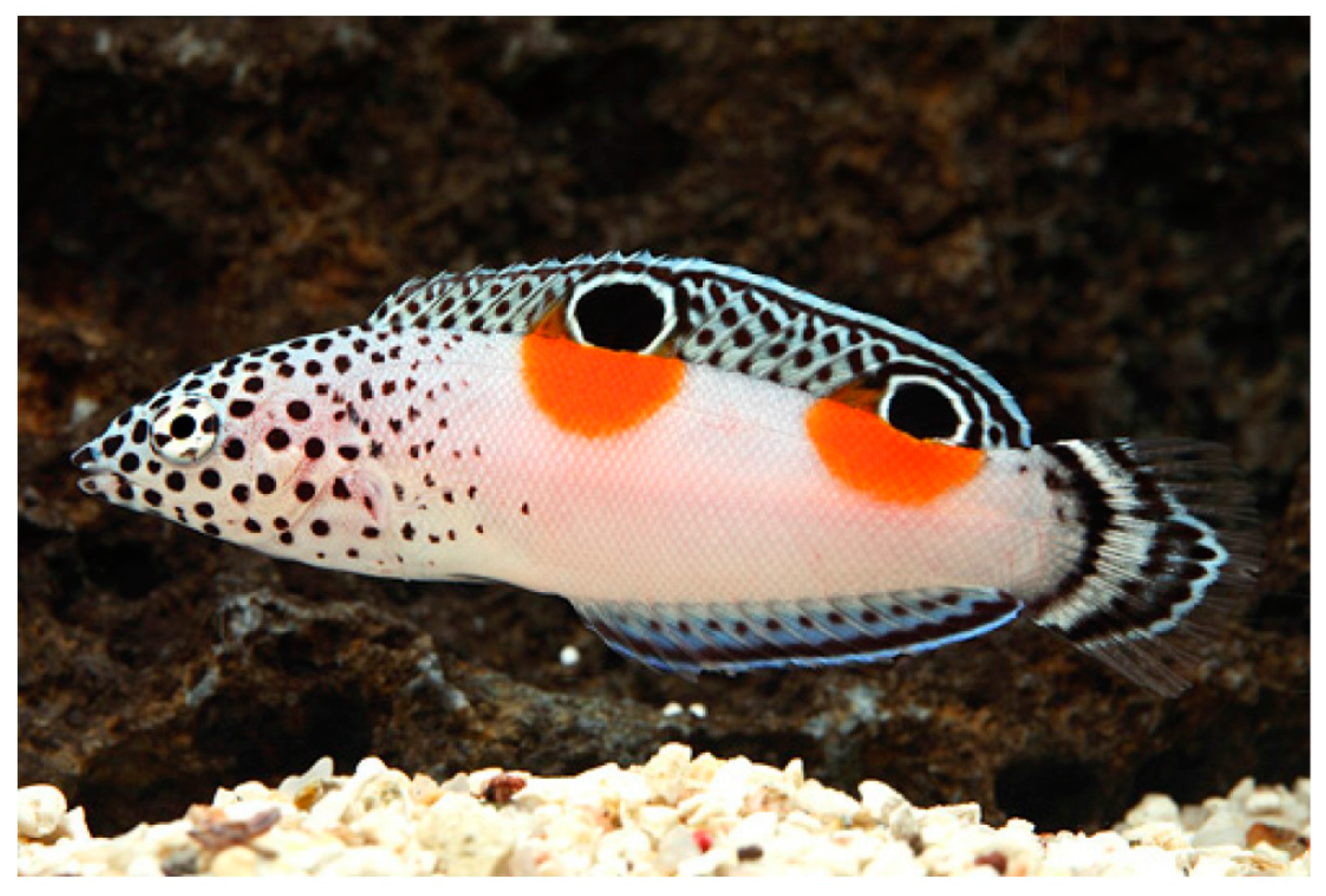 Jimaging 04 00030 g017