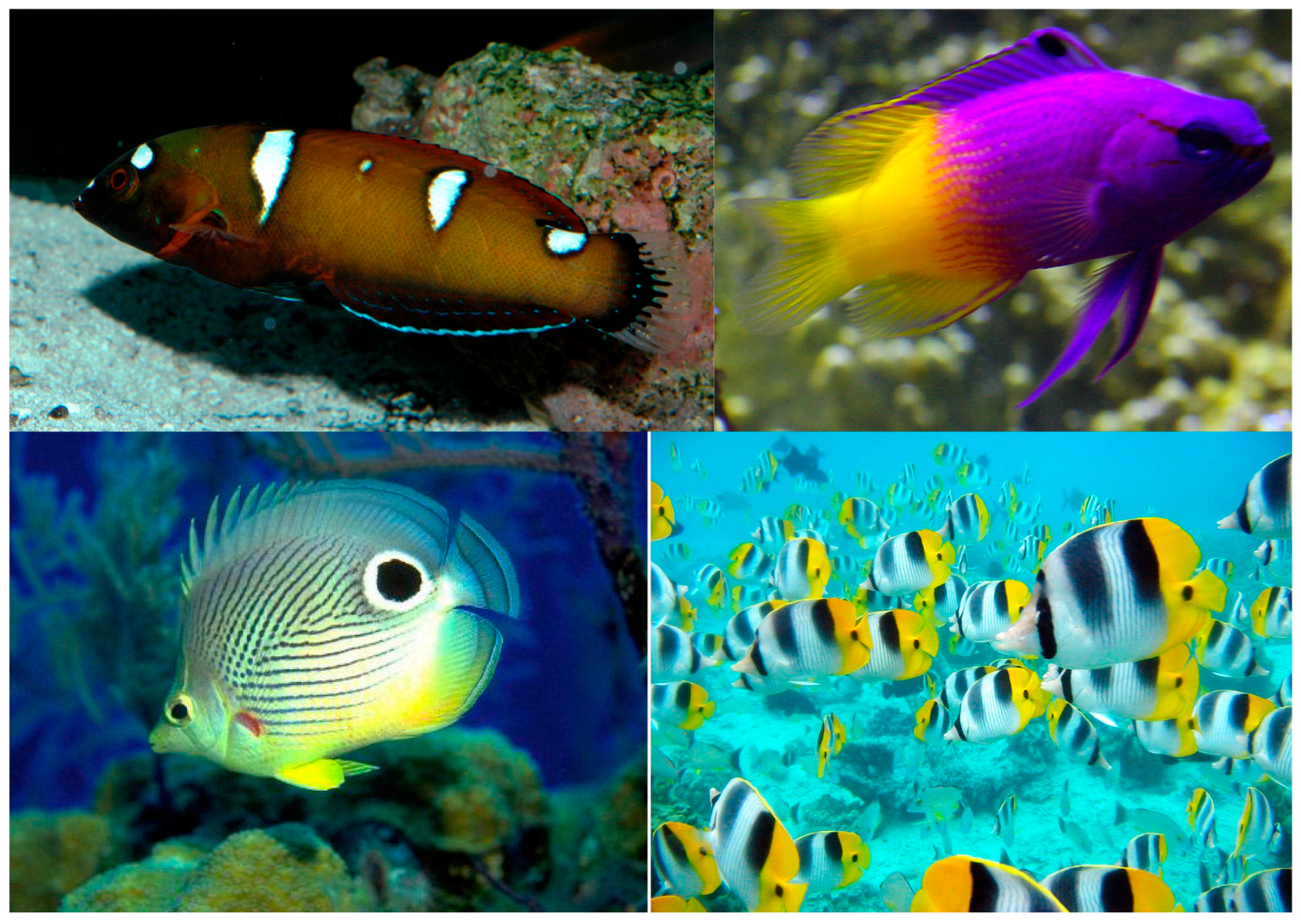 Jimaging 04 00030 g018