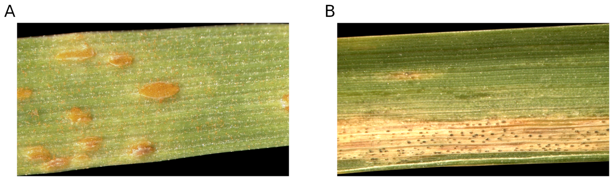 Jimaging 04 00143 g001