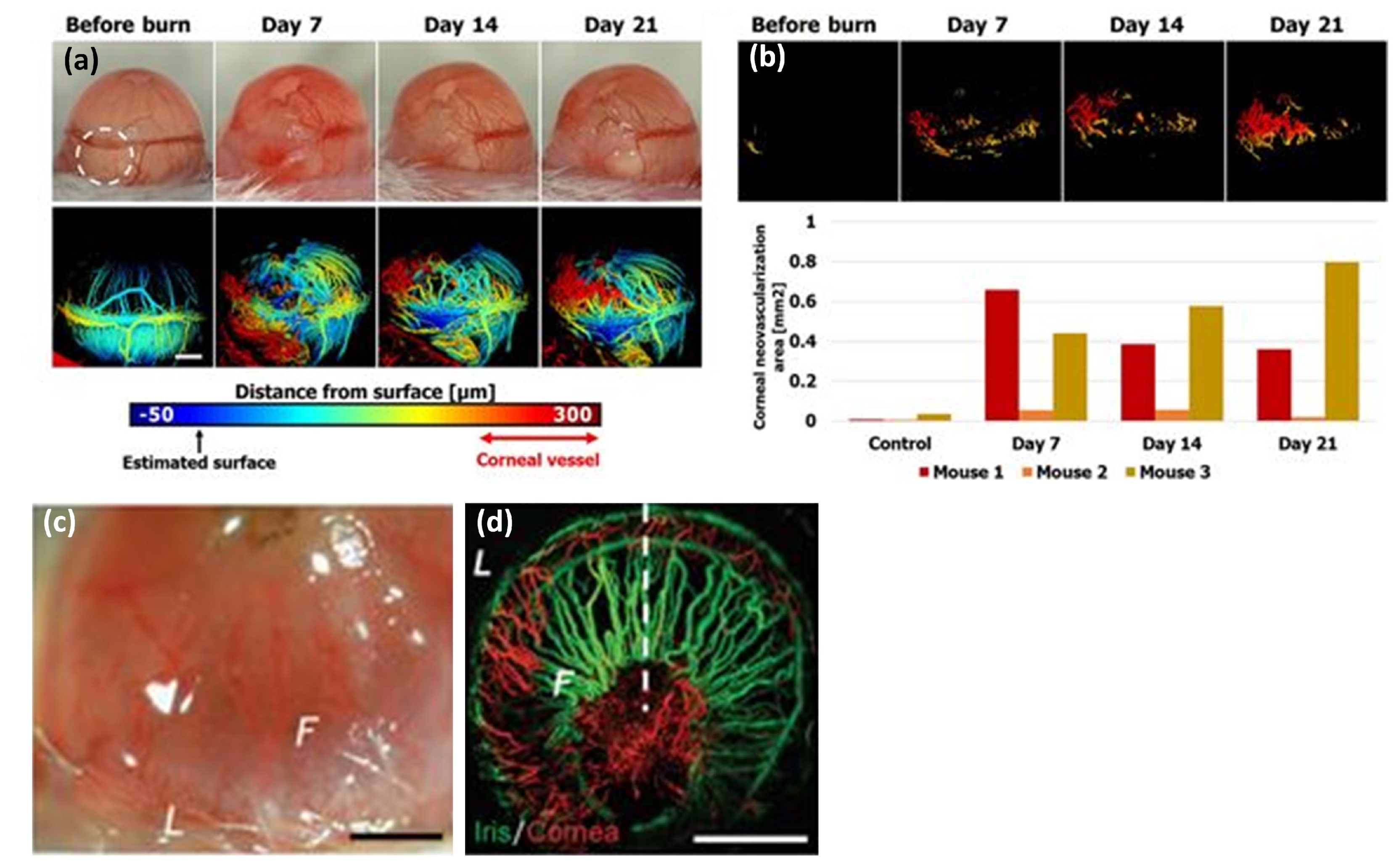Jimaging 04 00149 g007 Jimaging 04 00149 g007