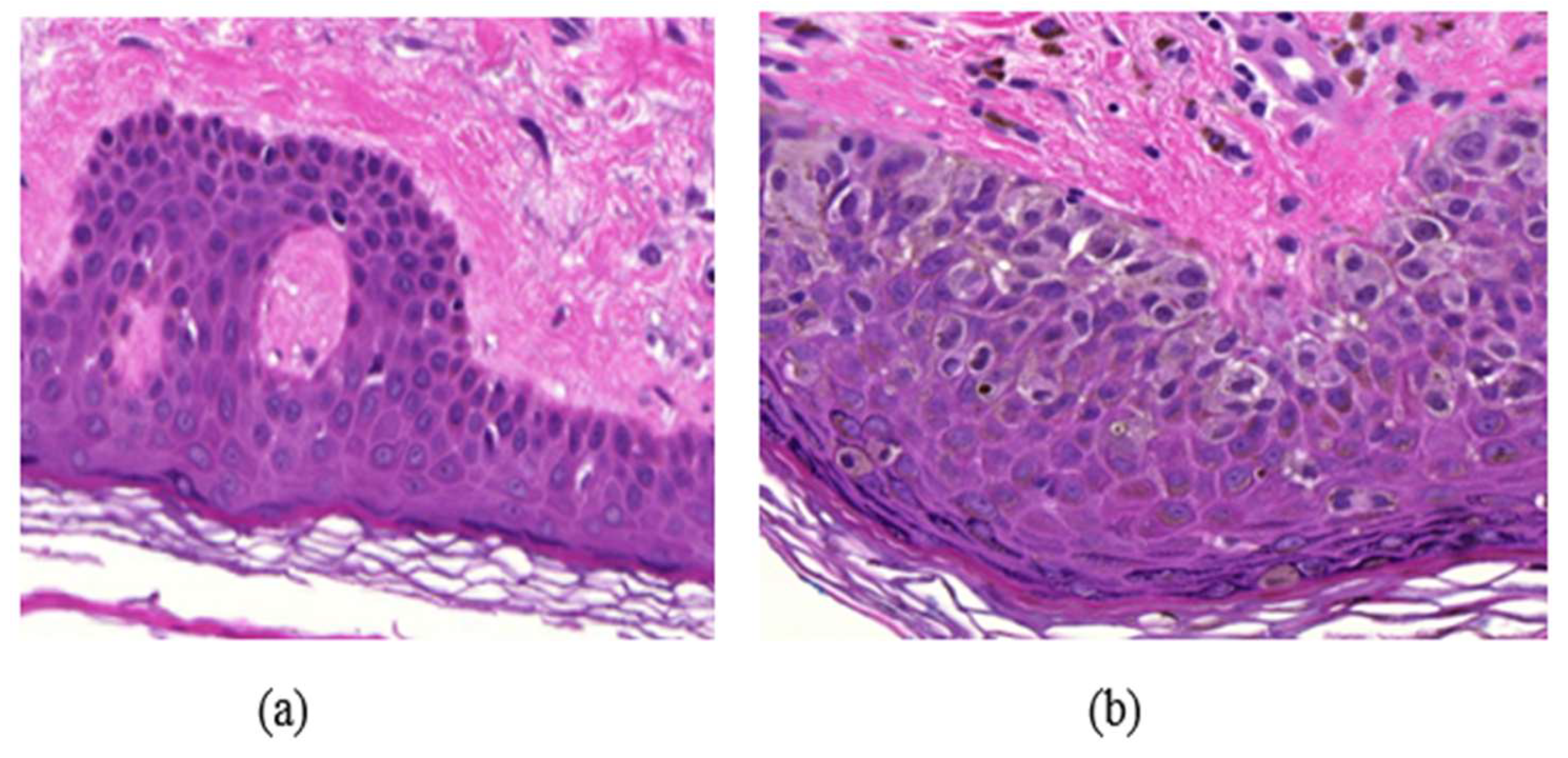 Jimaging 05 00021 g001