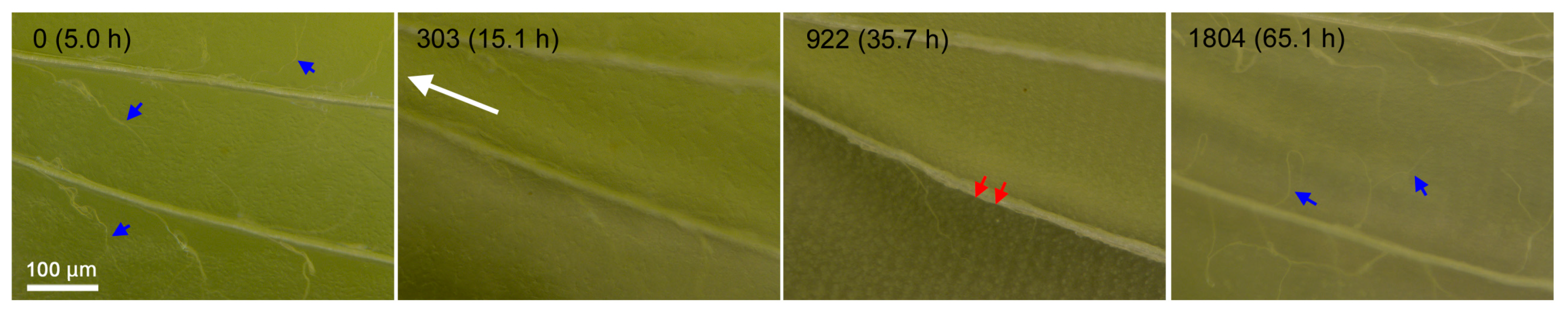Jimaging 05 00042 g007 Jimaging 05 00042 g007