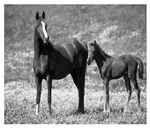 Jimaging 05 00071 i031 Jimaging 05 00071 i031