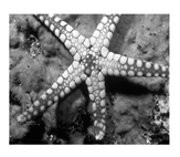 Jimaging 05 00071 i041 Jimaging 05 00071 i041