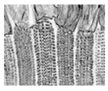 Jimaging 05 00071 i079 Jimaging 05 00071 i079