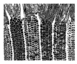 Jimaging 05 00071 i082 Jimaging 05 00071 i082