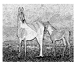 Jimaging 05 00071 i083 Jimaging 05 00071 i083