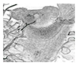 Jimaging 05 00071 i087 Jimaging 05 00071 i087