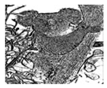 Jimaging 05 00071 i090 Jimaging 05 00071 i090