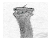 Jimaging 05 00071 i095 Jimaging 05 00071 i095