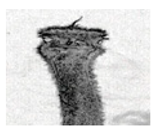 Jimaging 05 00071 i097 Jimaging 05 00071 i097