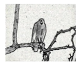 Jimaging 05 00071 i105 Jimaging 05 00071 i105