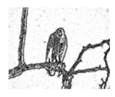 Jimaging 05 00071 i106 Jimaging 05 00071 i106