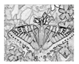 Jimaging 05 00071 i107 Jimaging 05 00071 i107