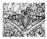 Jimaging 05 00071 i108 Jimaging 05 00071 i108