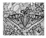 Jimaging 05 00071 i109 Jimaging 05 00071 i109