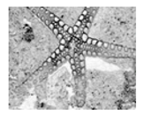 Jimaging 05 00071 i123 Jimaging 05 00071 i123