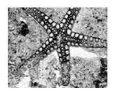 Jimaging 05 00071 i124 Jimaging 05 00071 i124