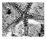 Jimaging 05 00071 i125 Jimaging 05 00071 i125