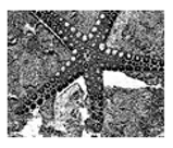 Jimaging 05 00071 i126 Jimaging 05 00071 i126