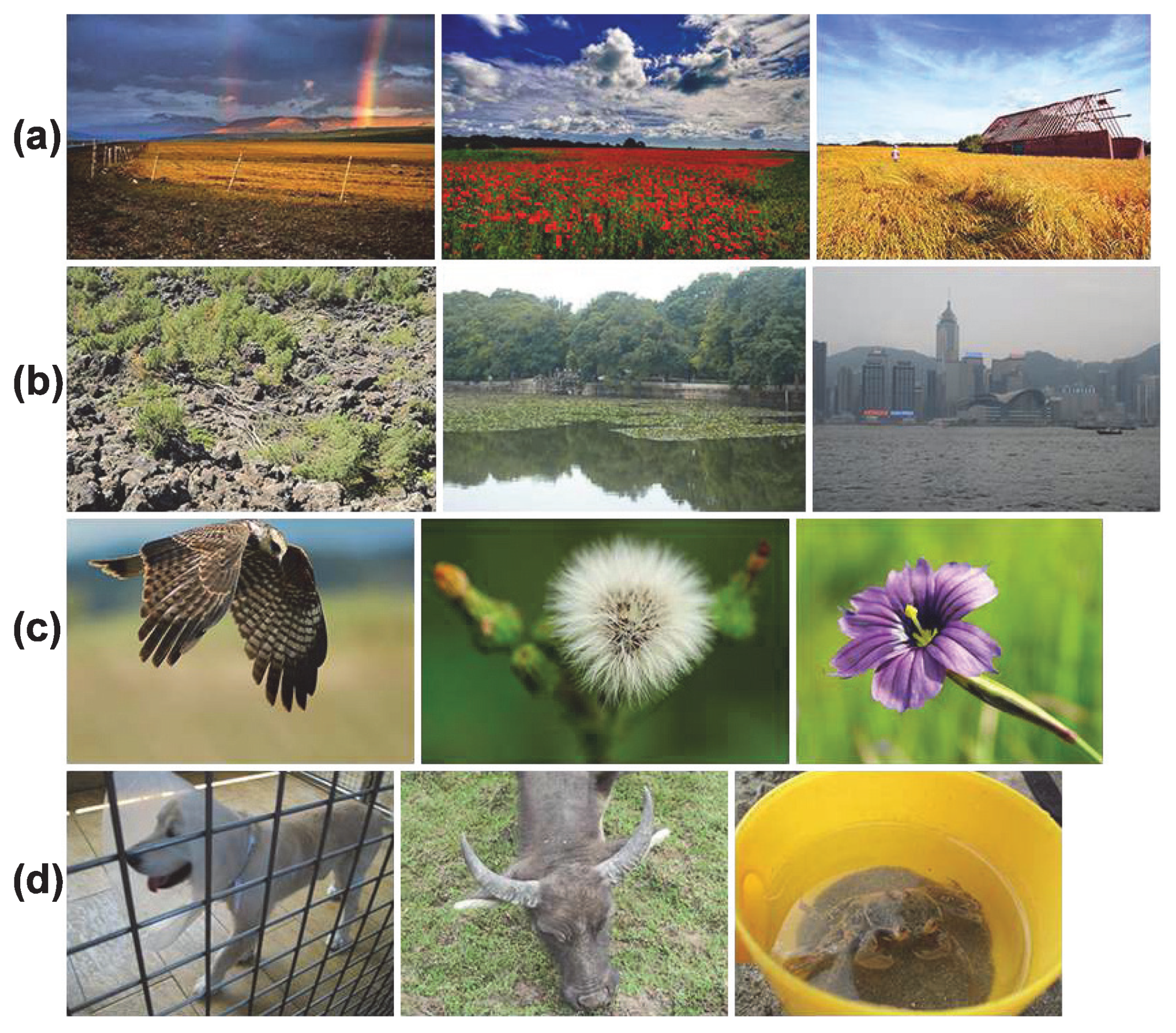 Jimaging 07 00003 g017