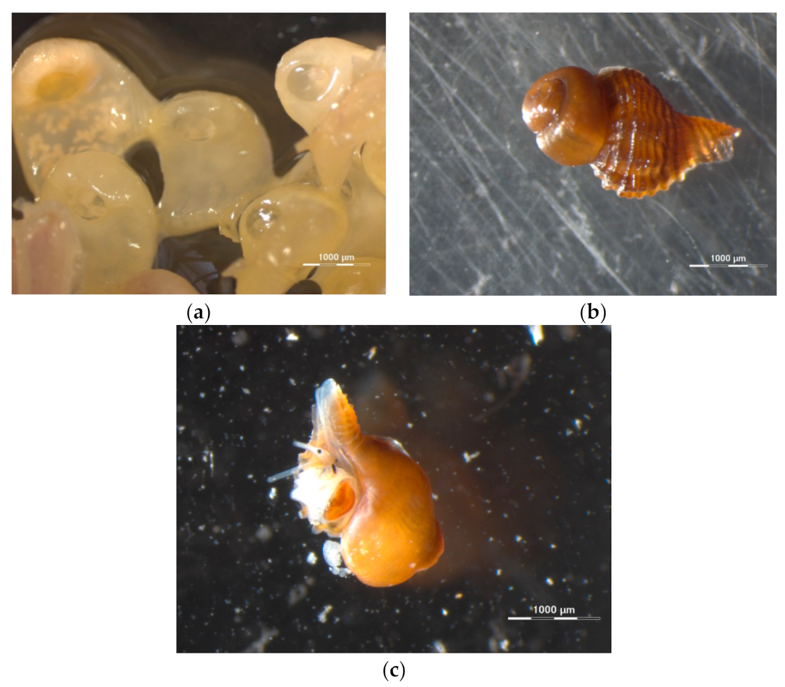 Jimaging 07 00172 g001