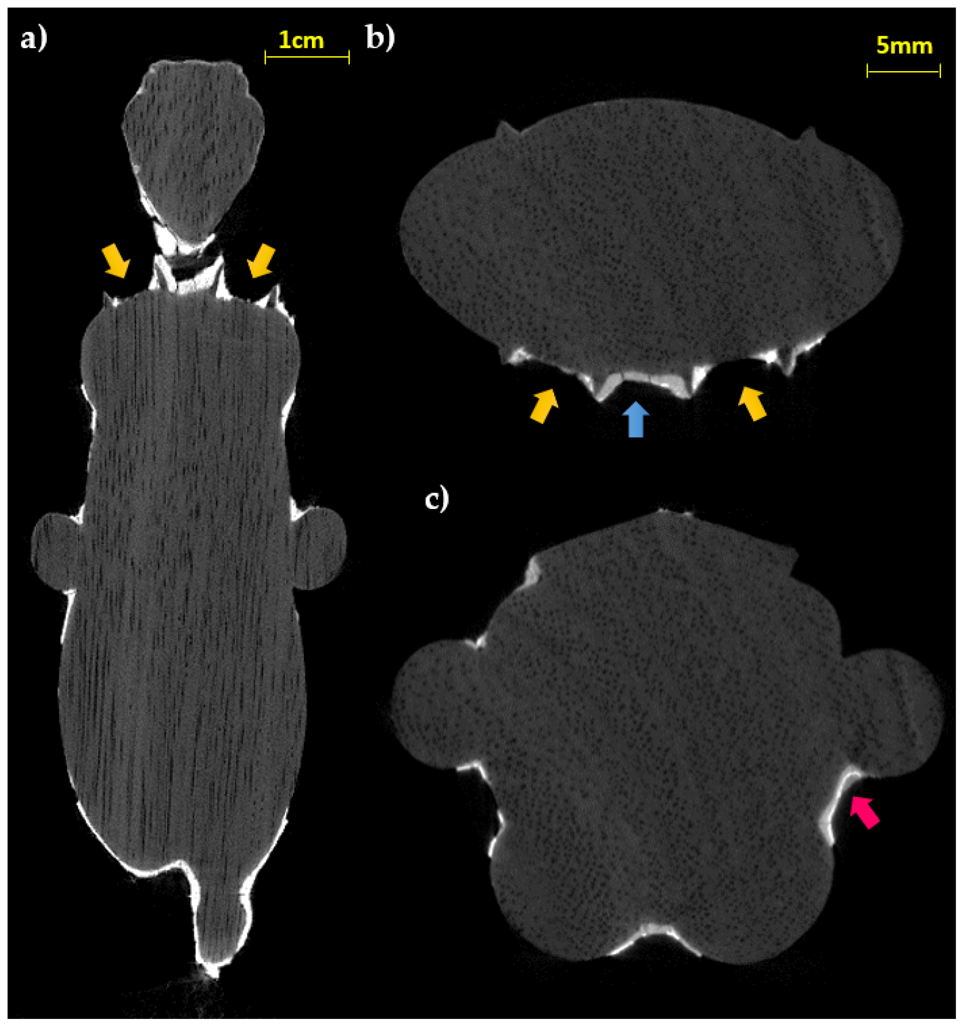 Jimaging 07 00229 g005