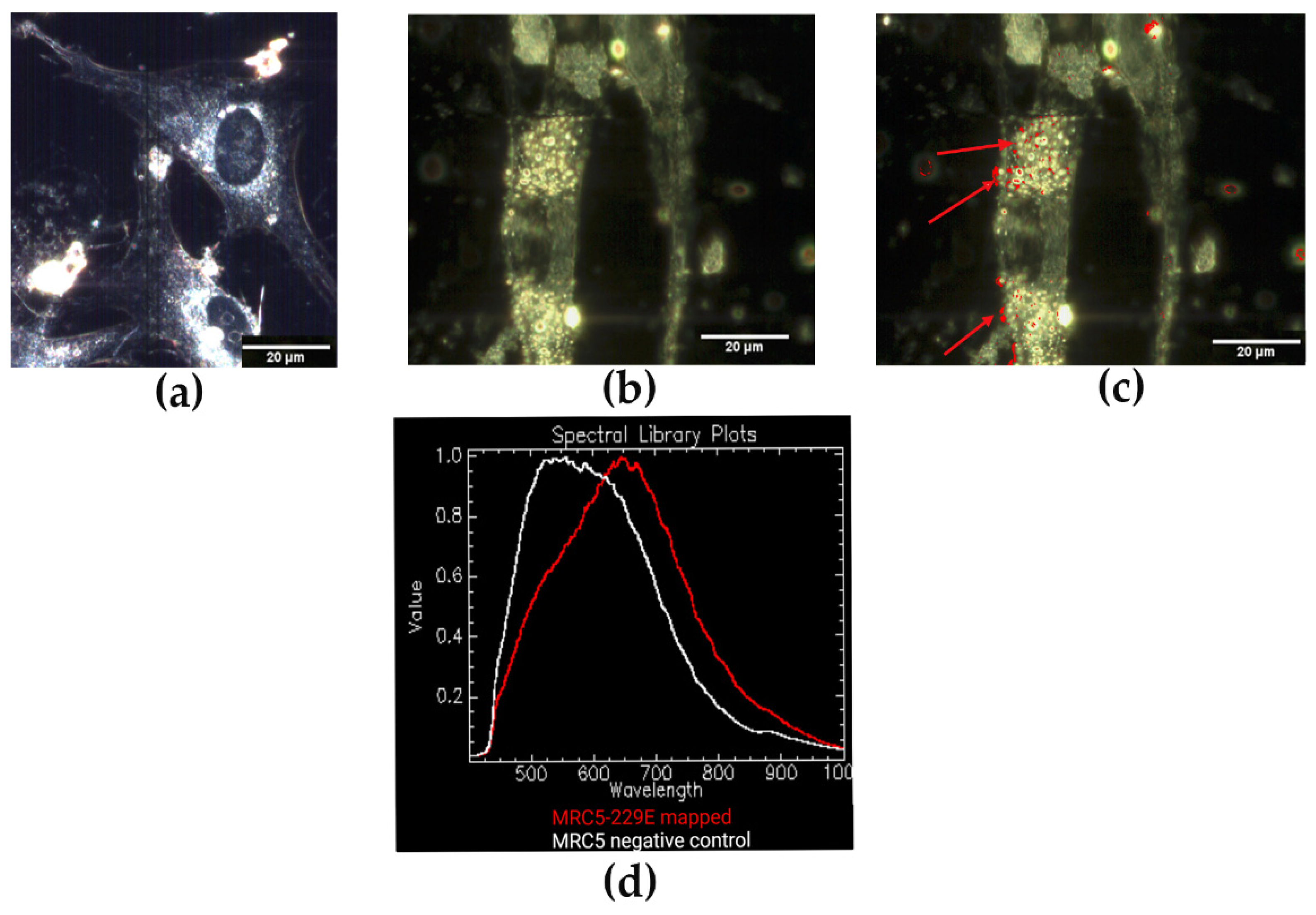 Jimaging 08 00024 g005