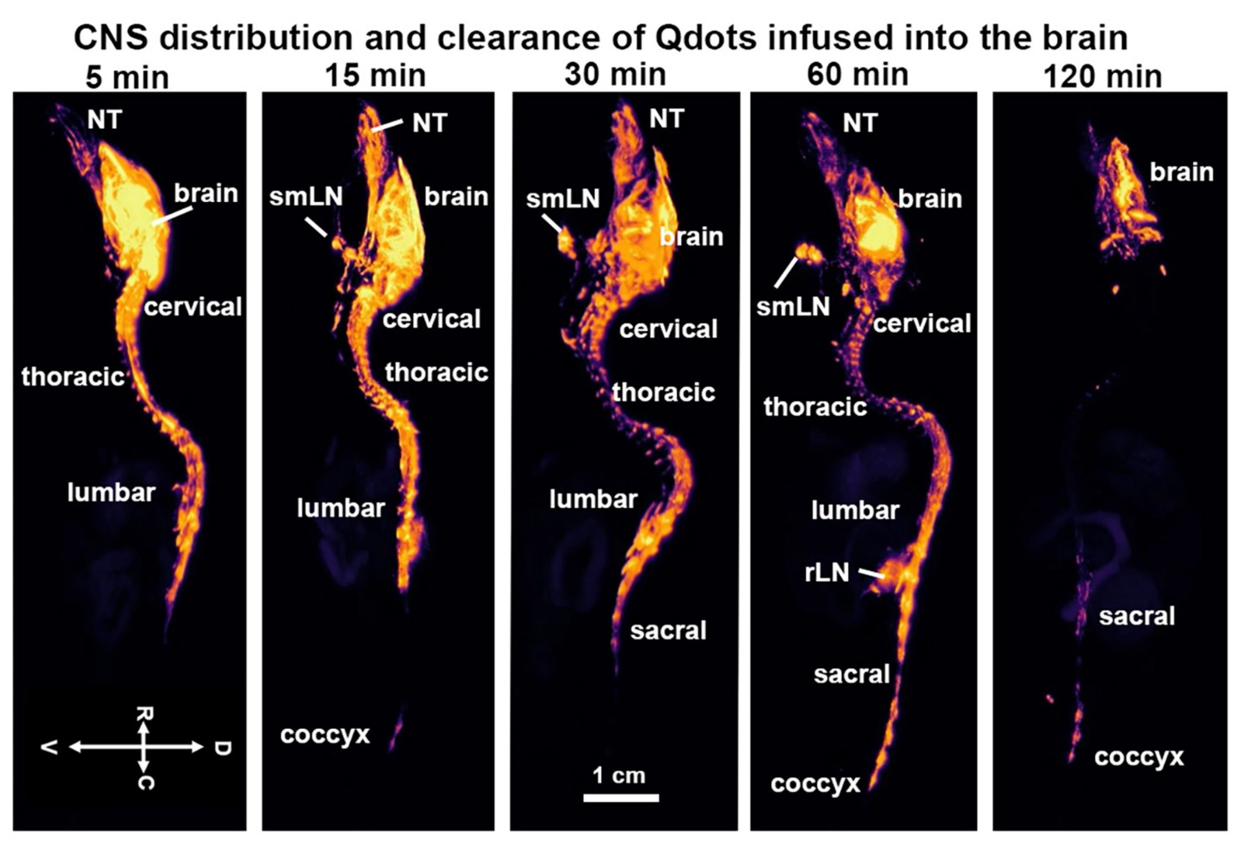 Jimaging 09 00045 g001