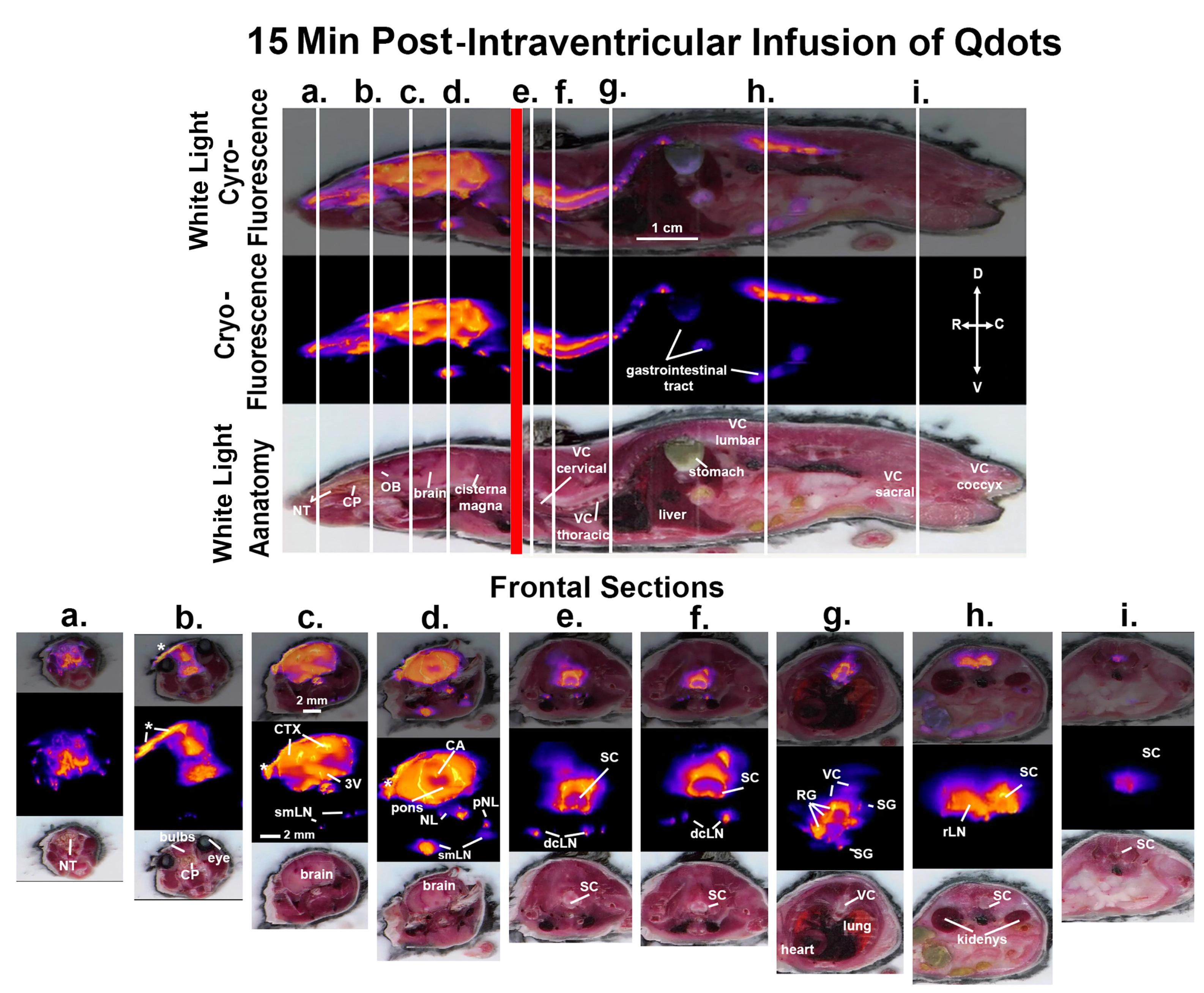 Jimaging 09 00045 g002