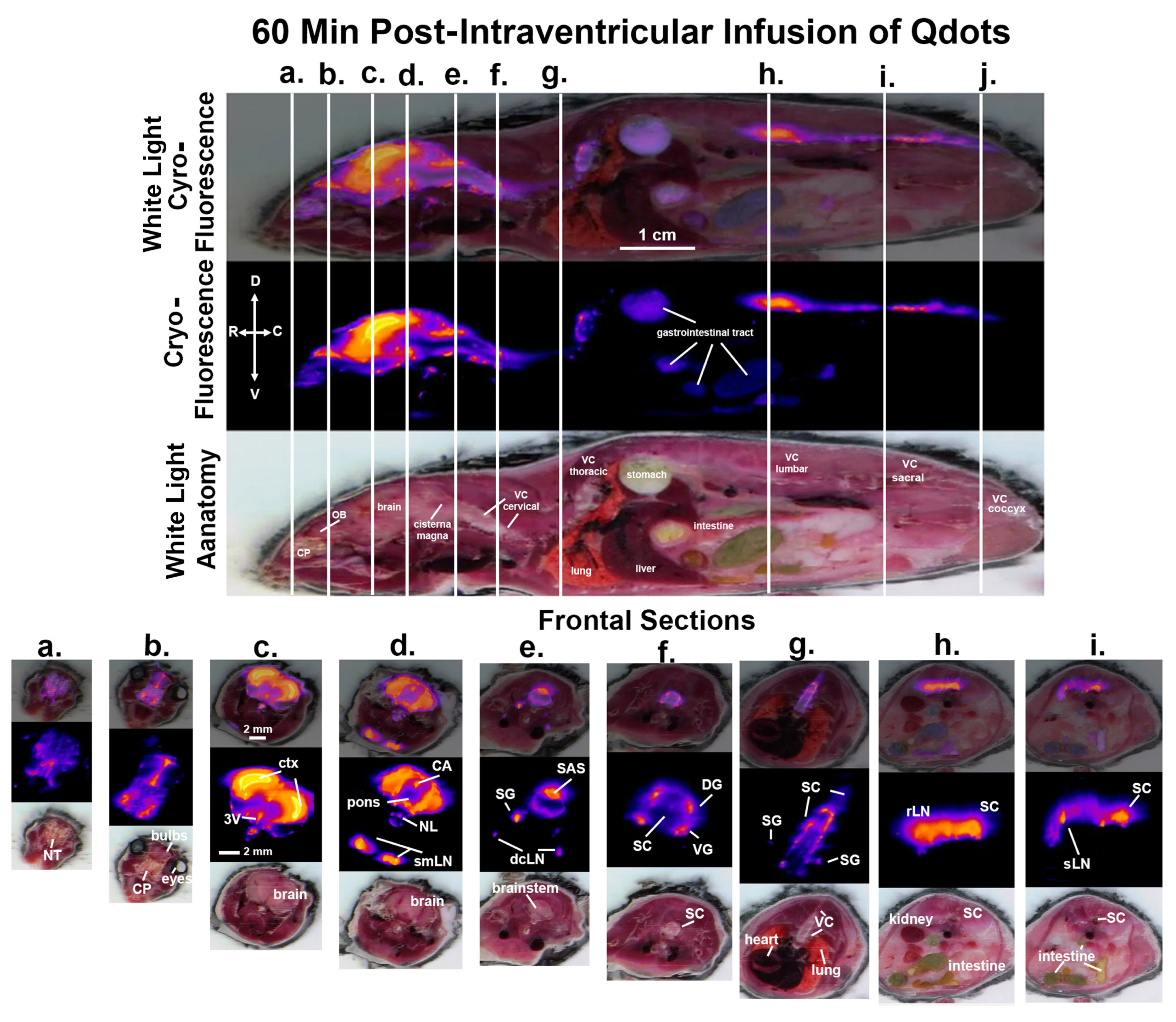 Jimaging 09 00045 g003
