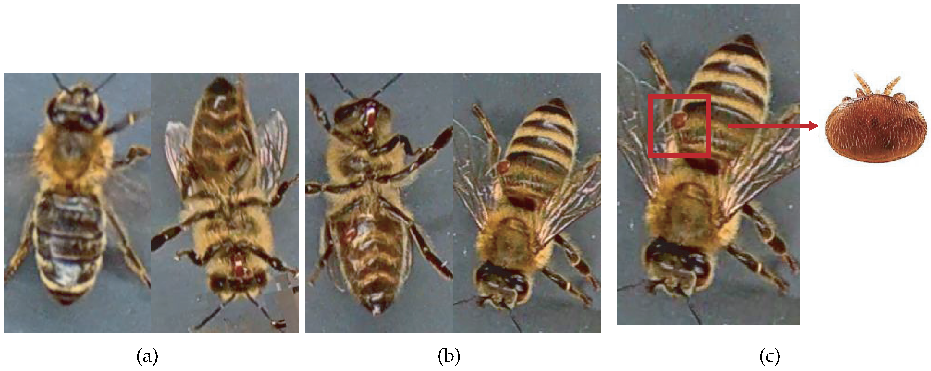 Jimaging 09 00144 g001