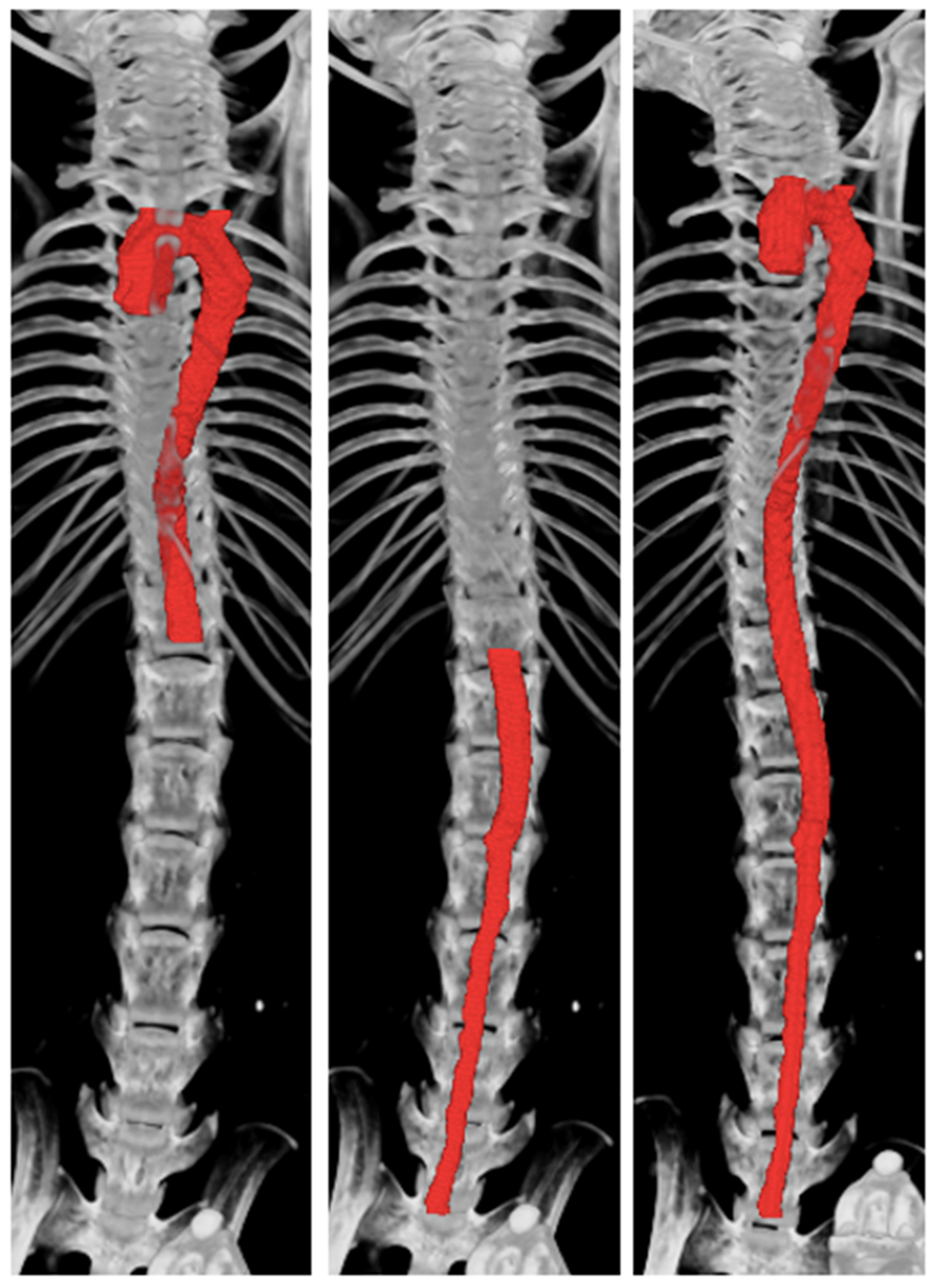 Jimaging 10 00145 g001 Jimaging 10 00145 g001