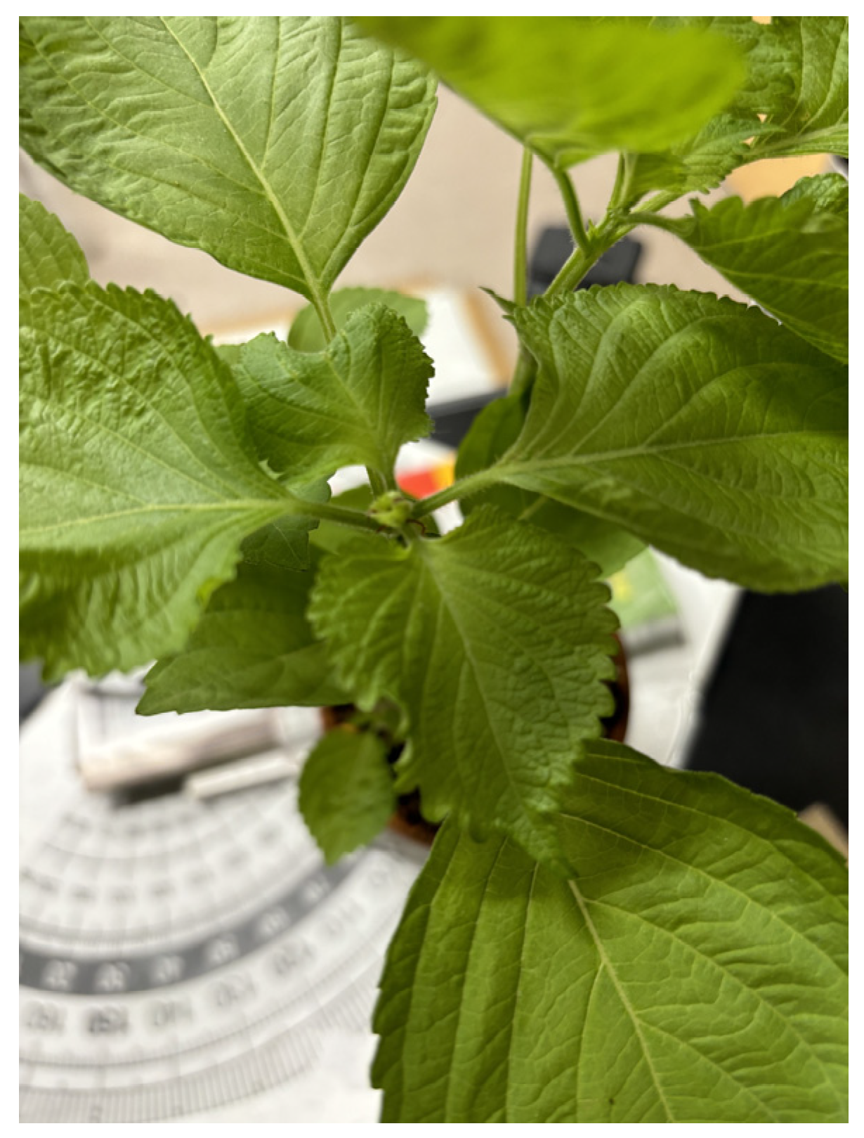 Jimaging 11 00030 g015