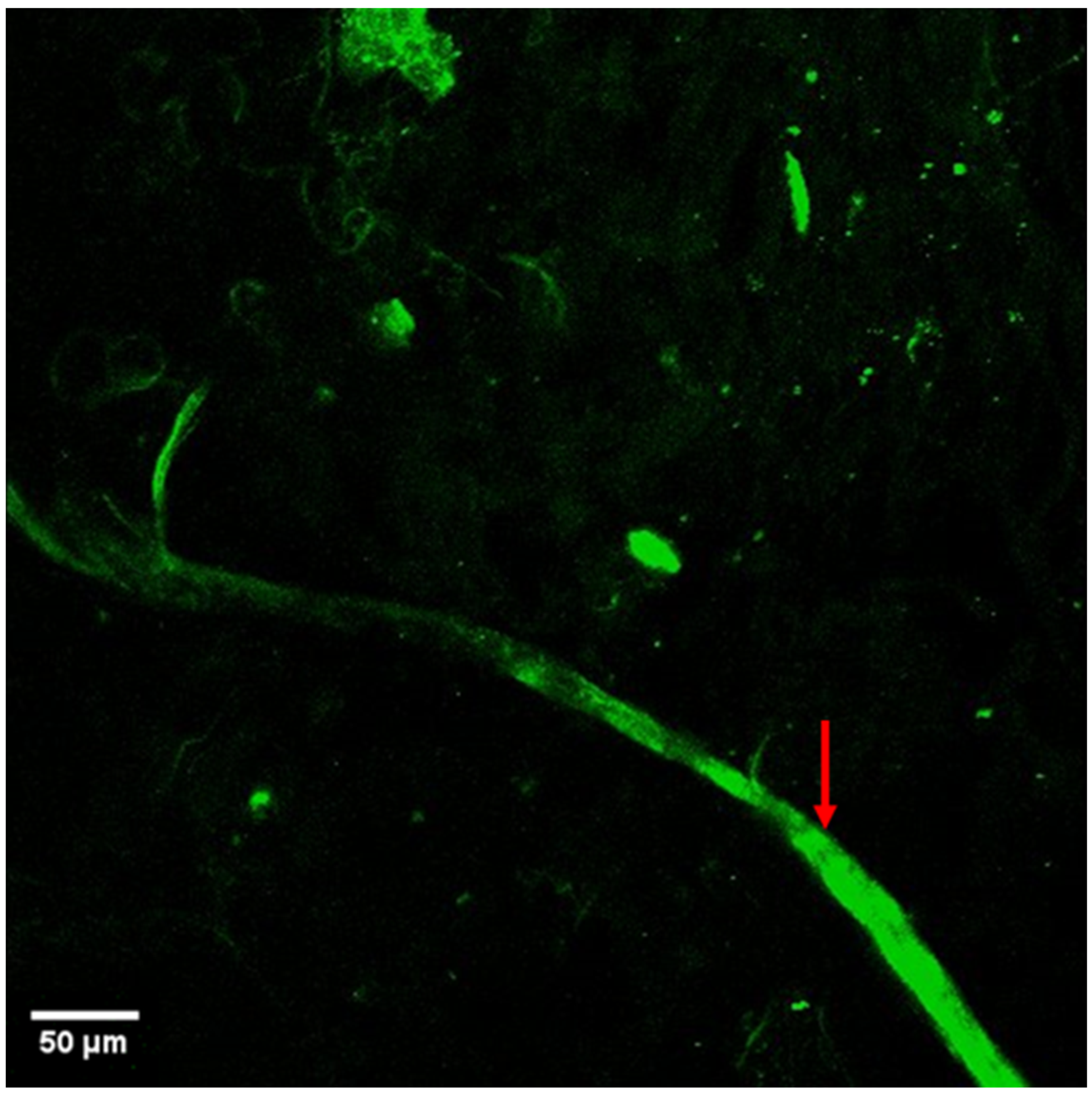 Jimaging 11 00056 g002