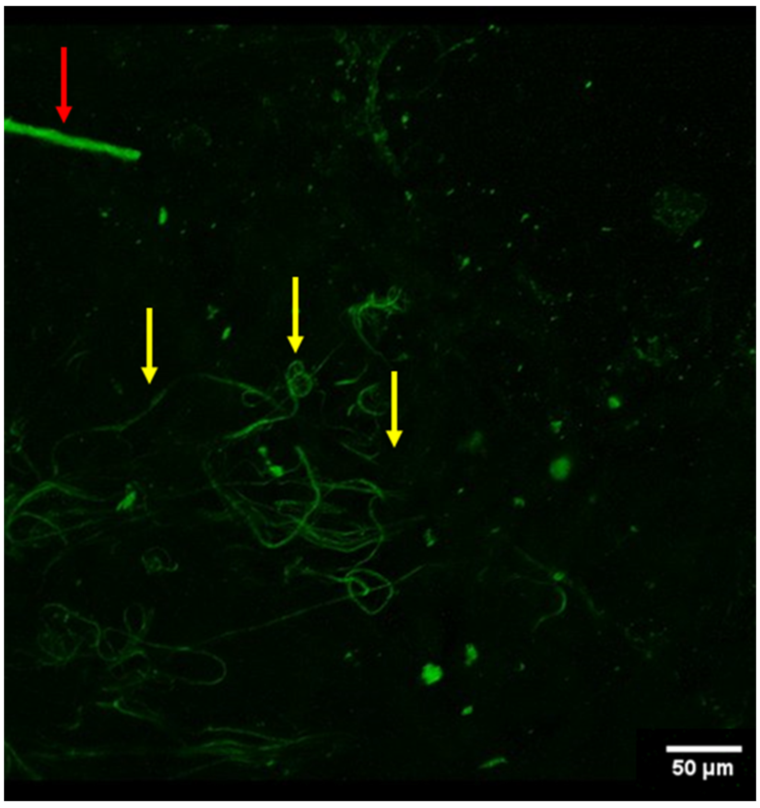 Jimaging 11 00056 g003
