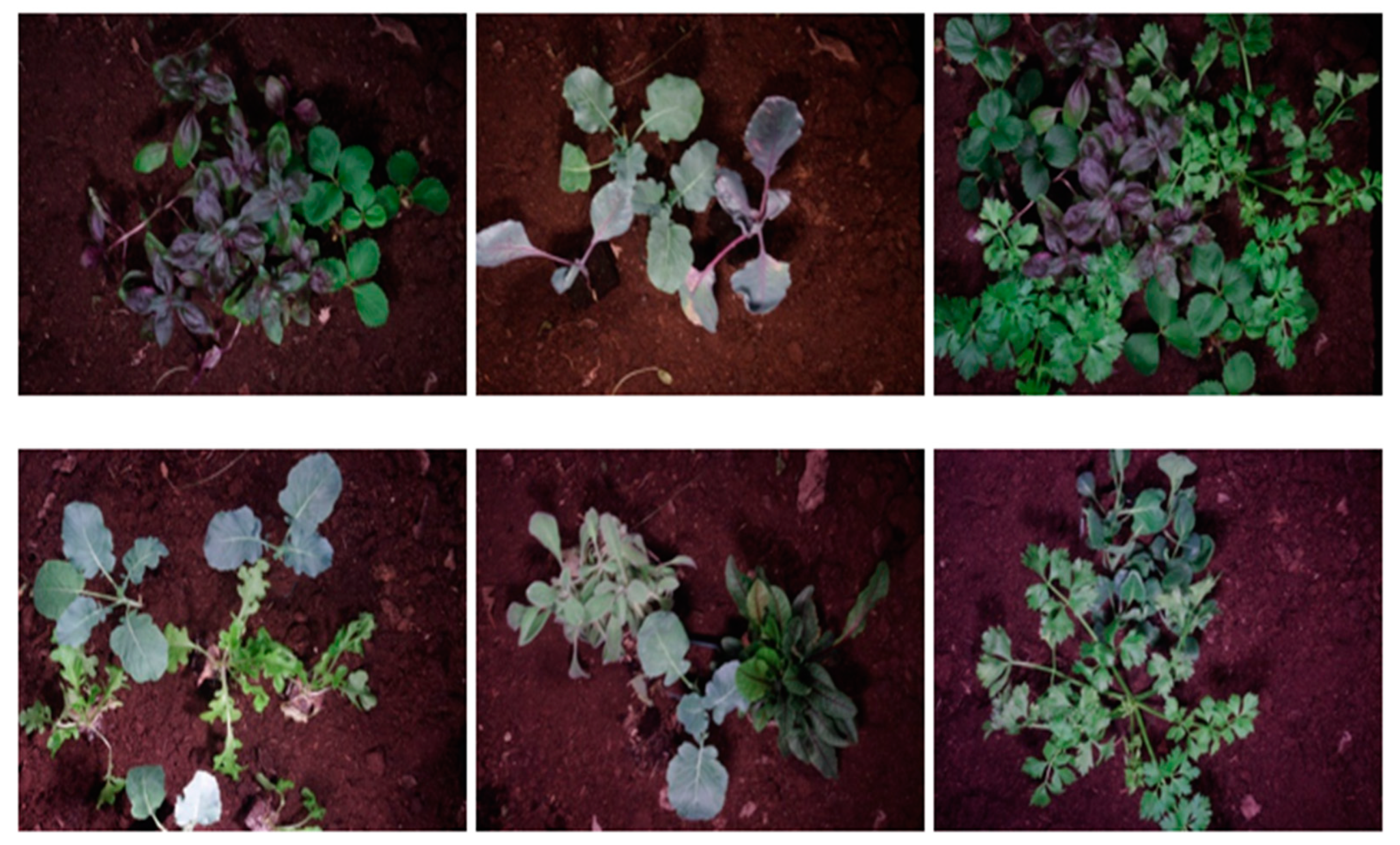 Jimaging 11 00085 g003