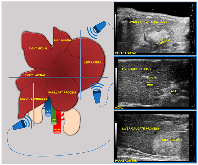 Jimaging 11 00369 g001