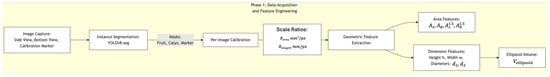Workflow diagram for Phase 1: image acquisition, instance segmentation, and geometric feature extraction. This phase includes multi-view image capture, YOLOv8-based segmentation, per-image calibration, as well as derivation of area and dimension-based features.