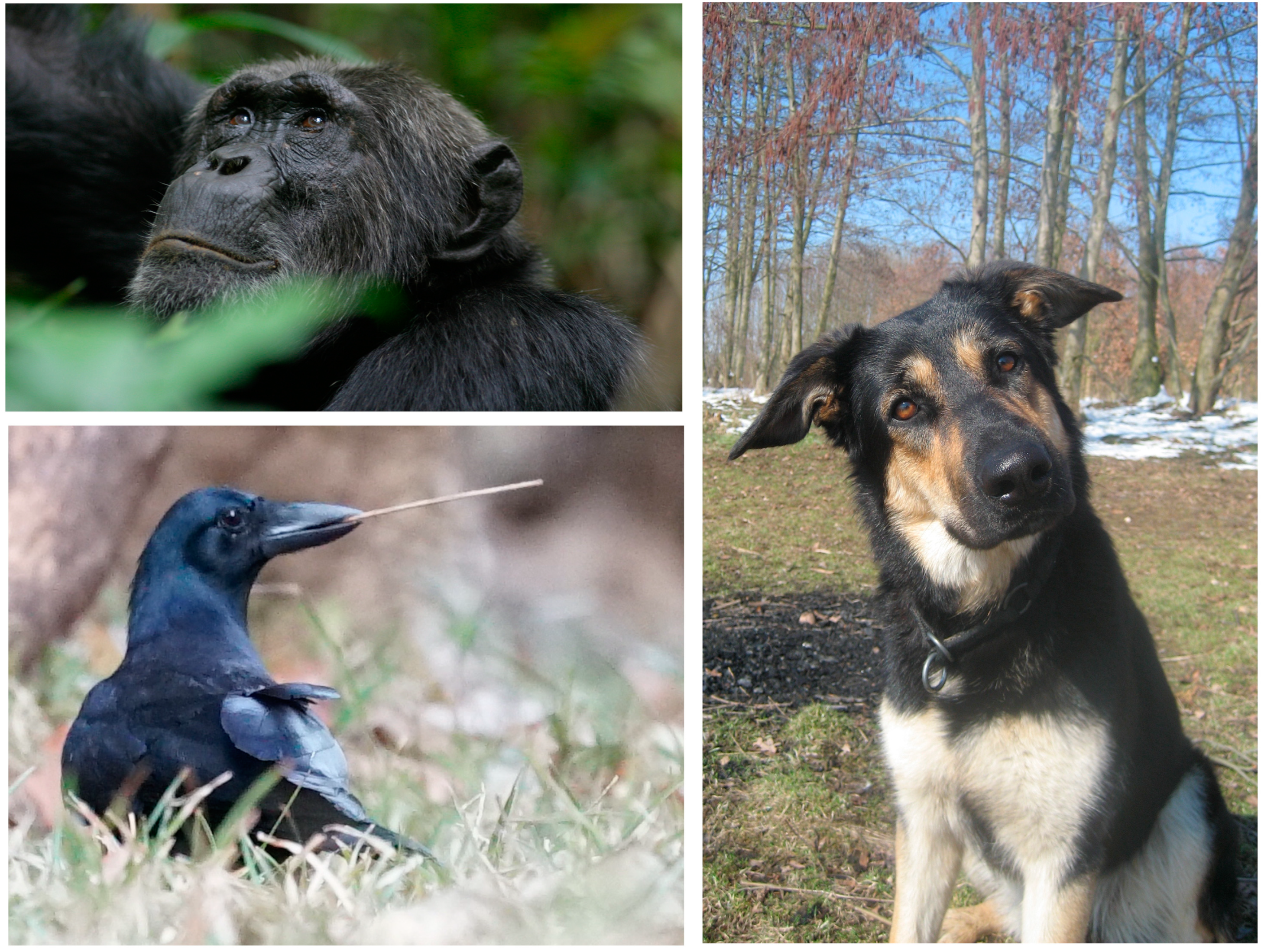 Jintelligence 08 00028 g001