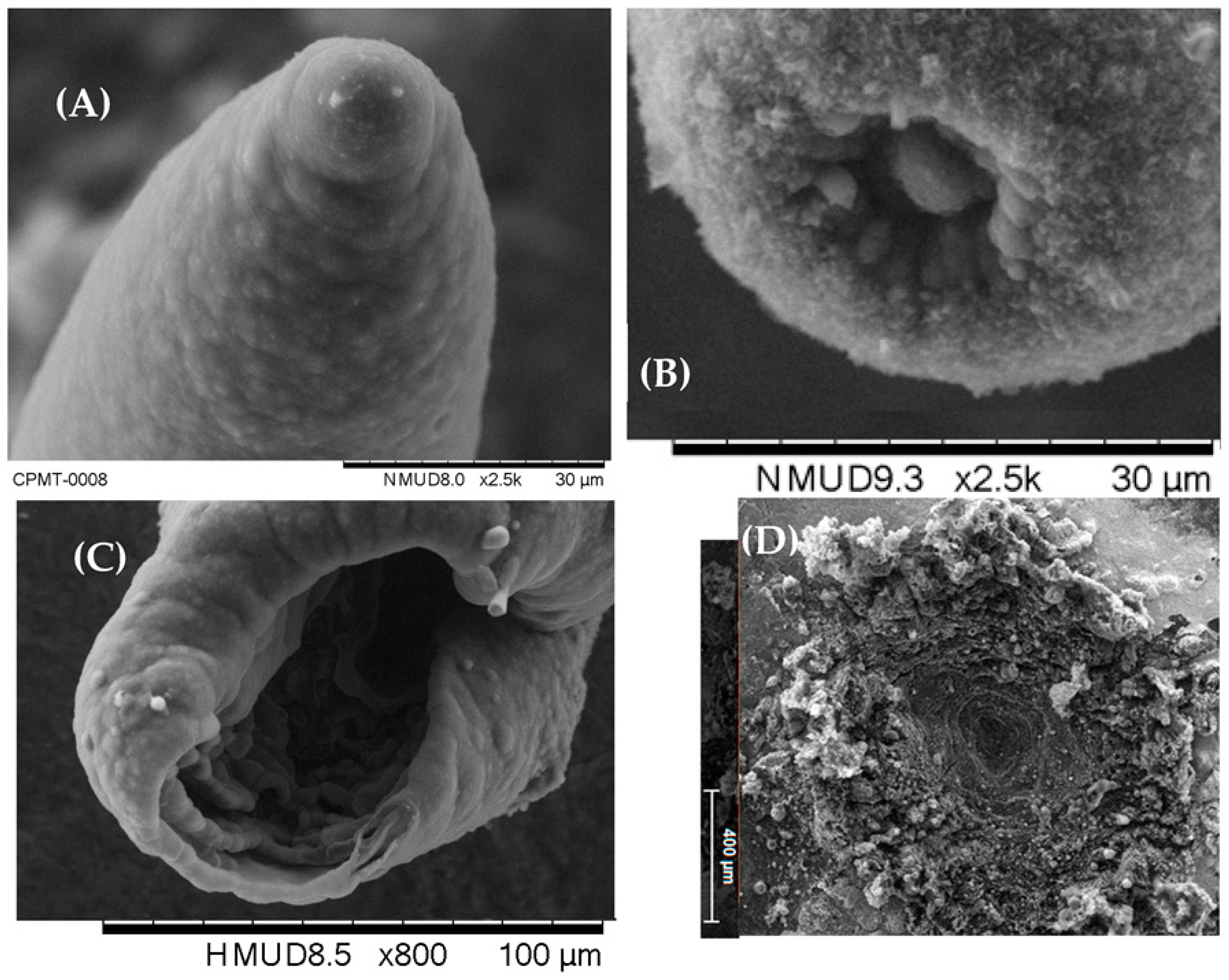 Jmmp 08 00286 g011 Jmmp 08 00286 g011