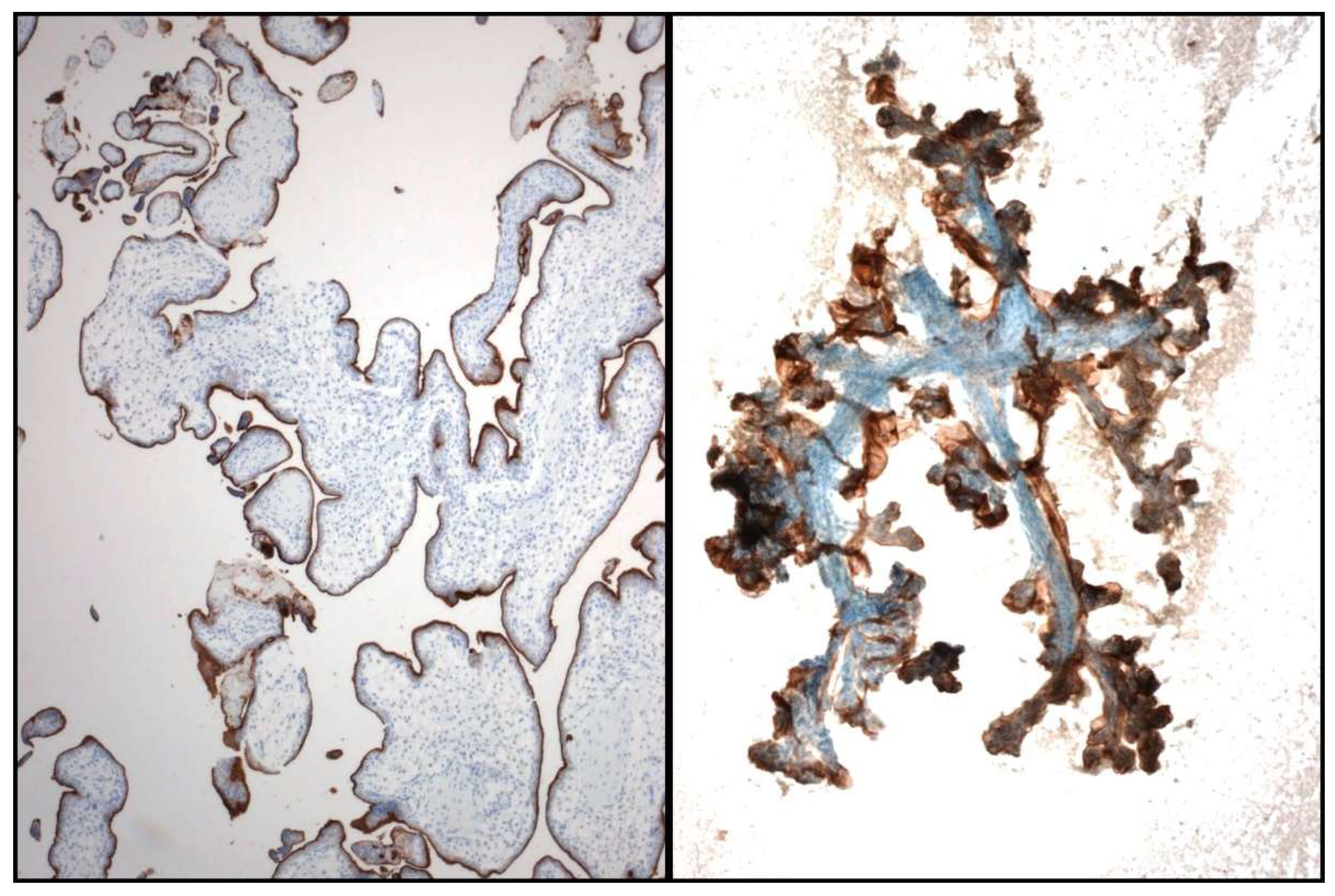 Jmp 02 00006 g006 Jmp 02 00006 g006