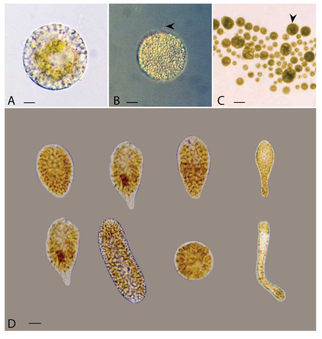 Jmse 03 00401 g001 1024