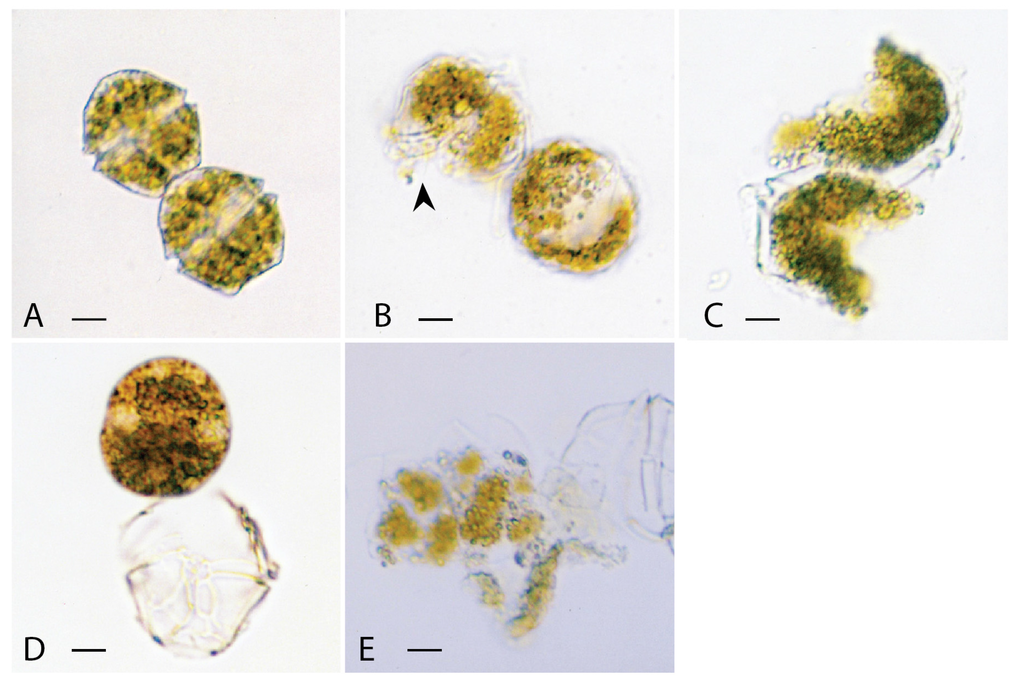 Jmse 03 00401 g002 1024