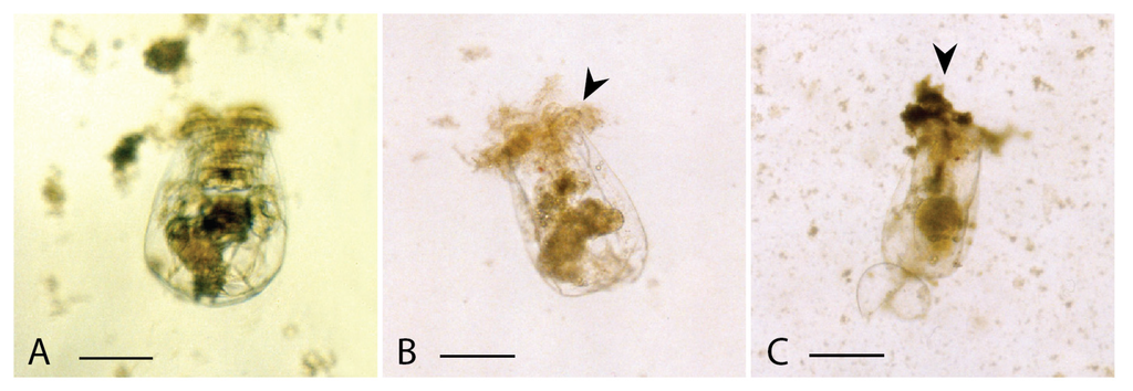 Jmse 03 00401 g004 1024