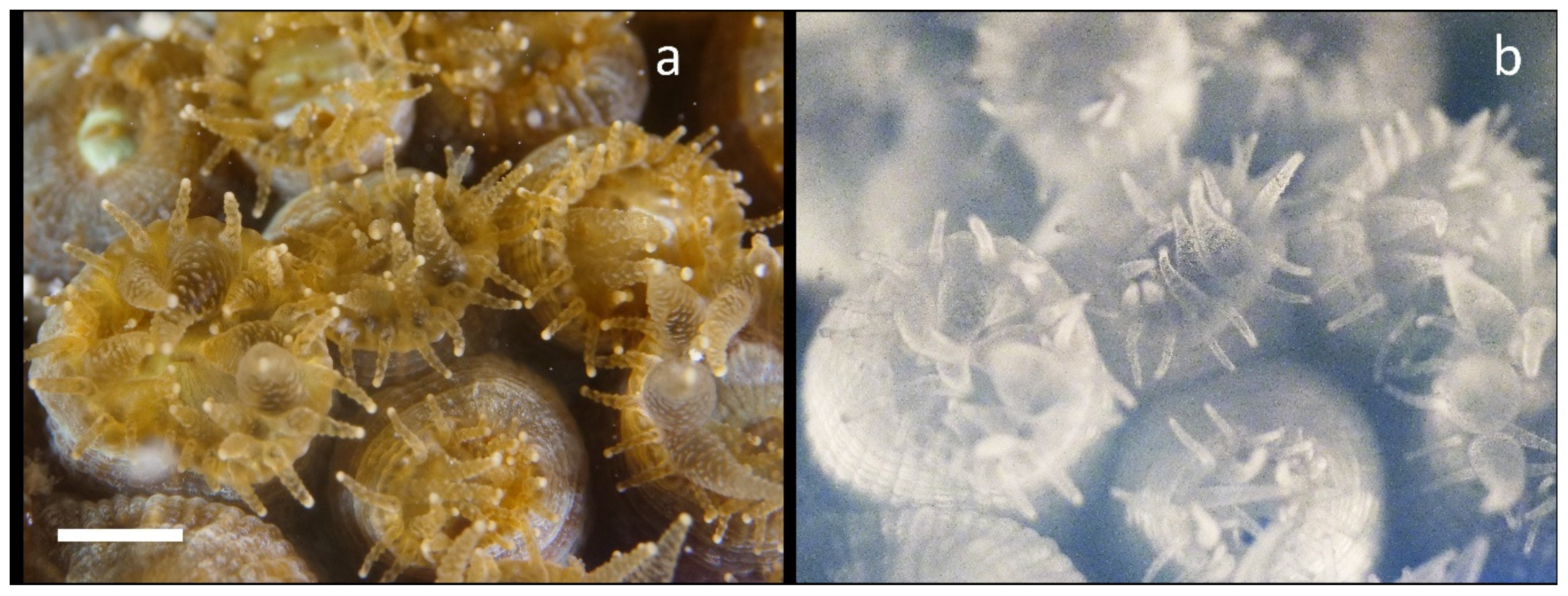 Jmse 08 00053 g003 Jmse 08 00053 g003