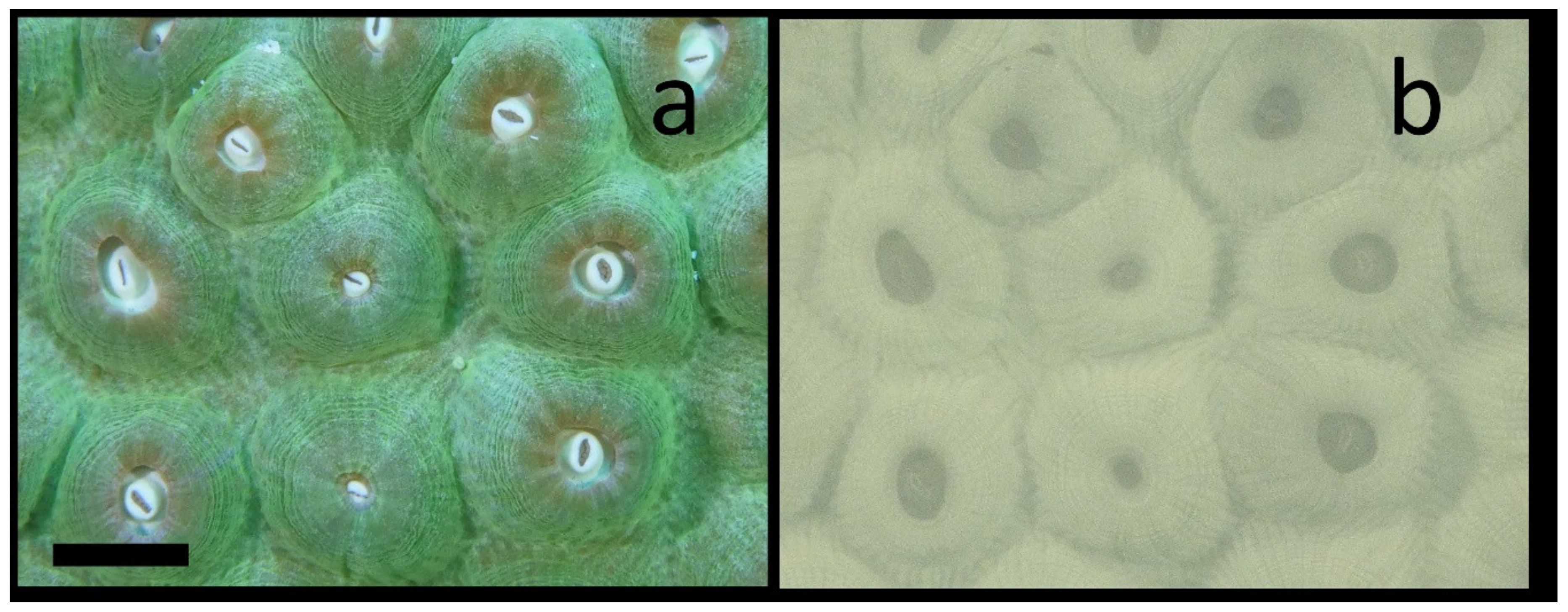 Jmse 08 00053 g004 Jmse 08 00053 g004