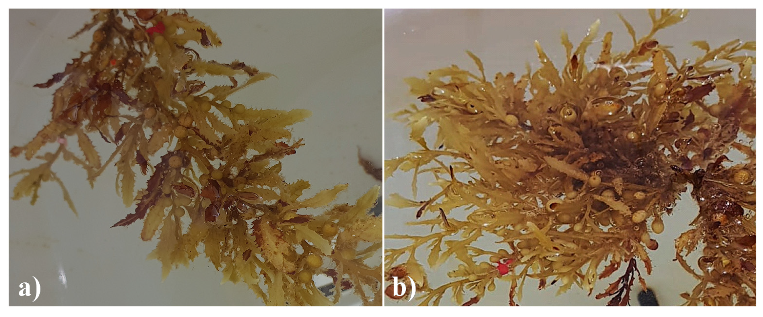 Jmse 08 00899 g001 Jmse 08 00899 g001