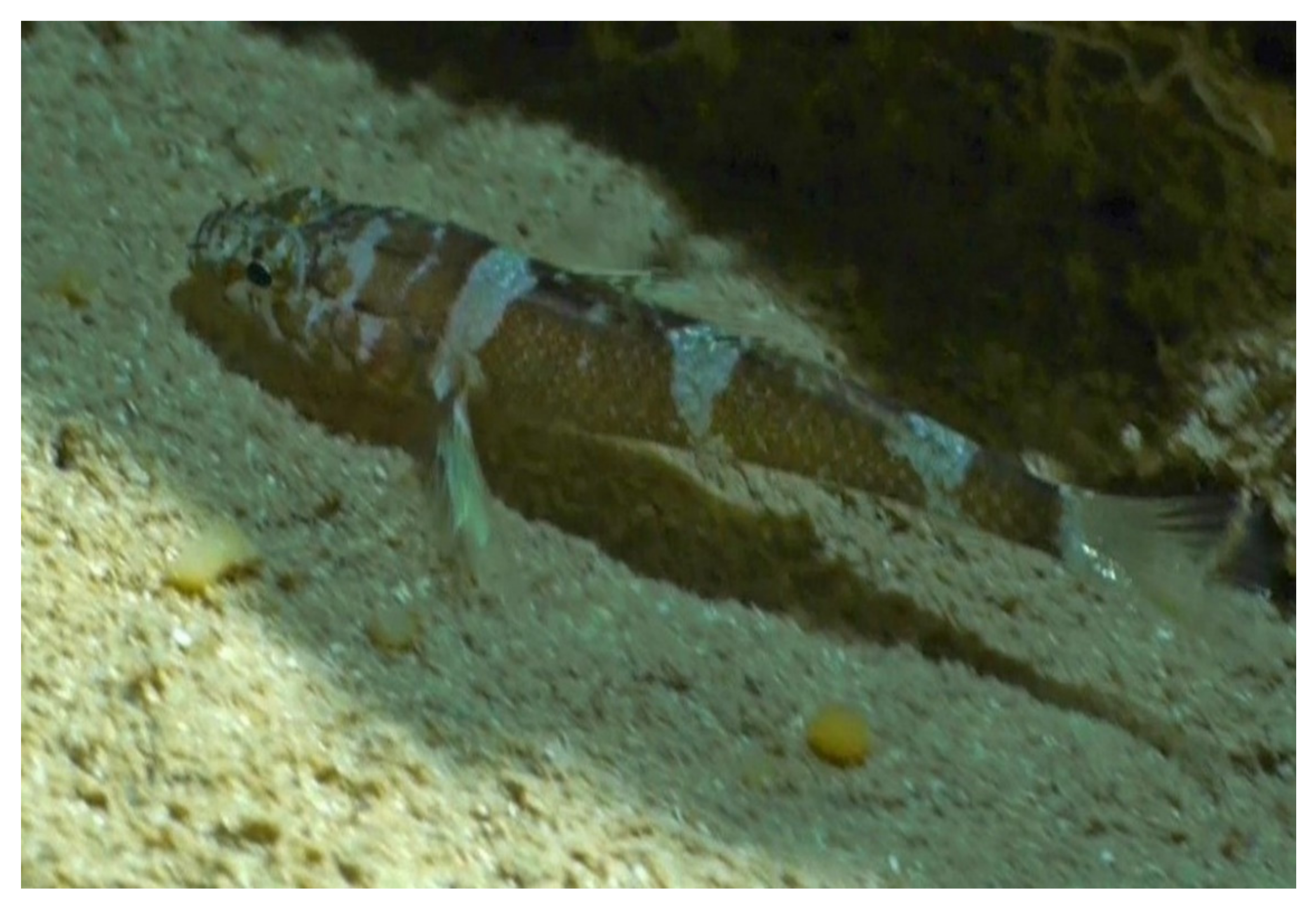 Jmse 09 00557 g003